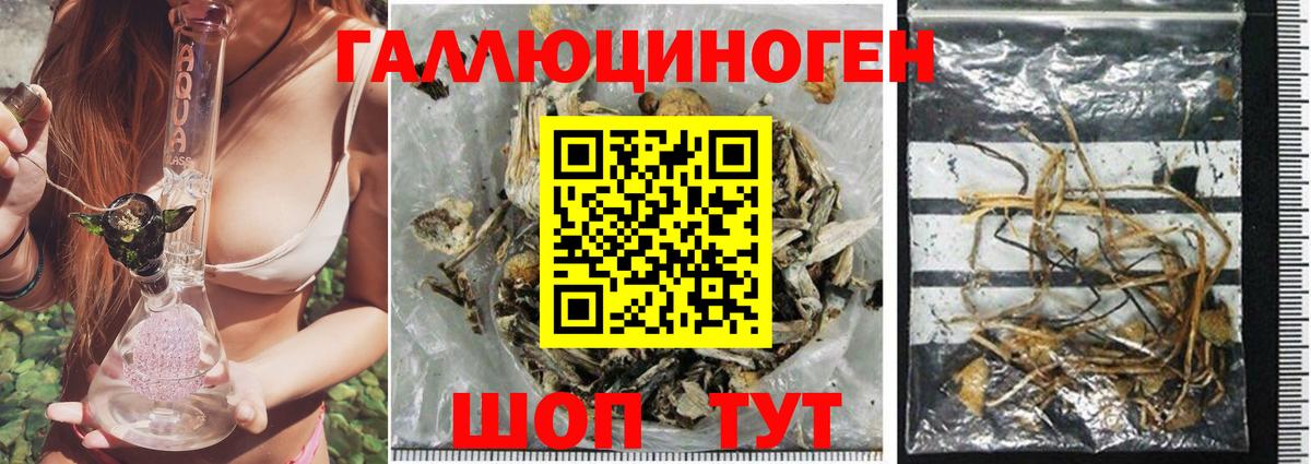 Десногорск  Галлюциногенные грибы Psilocybine cubensis  Вход с VPN 